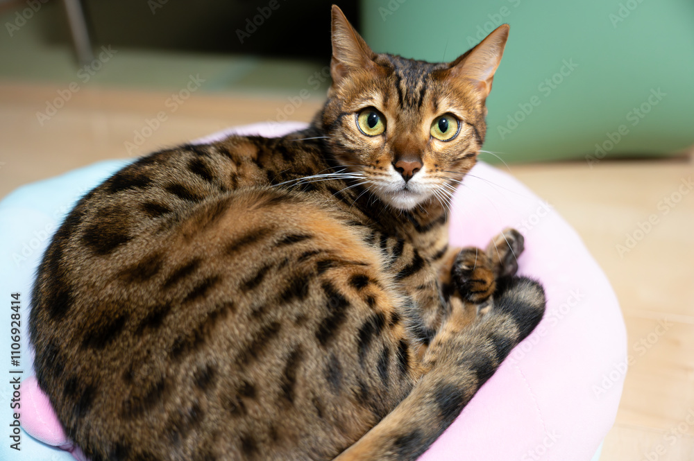 部屋で寛ぐ猫 部屋で寛ぐ猫