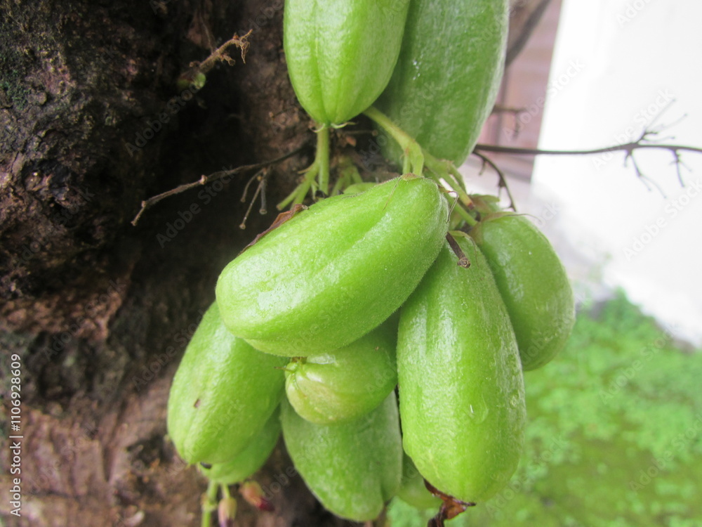 Obraz premium starfruit on the vine