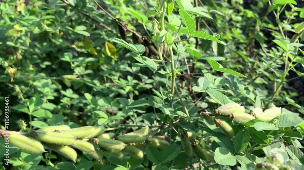 wild peas that grow among bushes and wild grass wild peas that grow among bushes and wild grass