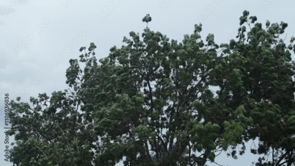 Stormy Bad Weather Powerful Strong Wind Moving Big Tree Overcast Australia, Victoria, Gippsland, Maffra Stormy Bad Weather Powerful Strong Wind Moving Big Tree Overcast Australia, Victoria, Gippsland, Maffra