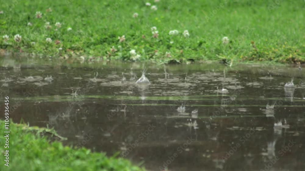 Heavy Rainstorm Lots Of Rain Flooding Stone Pathway In Garden Australia, Victoria, Gippsland, Maffra Heavy Rainstorm Lots Of Rain Flooding Stone Pathway In Garden Australia, Victoria, Gippsland, Maffra