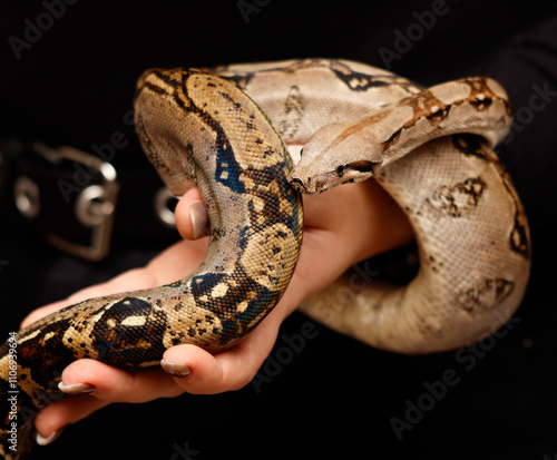 A person is holding a snake in their hand photo