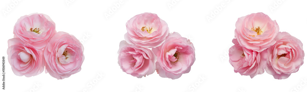 High-Quality PNG Pink rose flowers arrangement isolated on white background – High Resolution High-Quality PNG Pink rose flowers arrangement isolated on white background – High Resolution