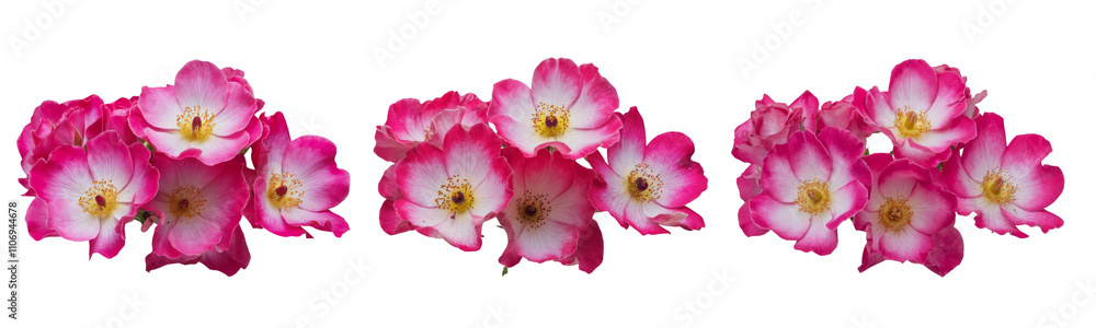High-Quality PNG of Beautiful bright pink musk roses (Balerina) close up on white isolated background – High Resolution High-Quality PNG of Beautiful bright pink musk roses (Balerina) close up on white isolated background – High Resolution