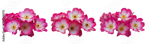 High-Quality PNG of Beautiful bright pink musk roses (Balerina) close up on white isolated background – High Resolution