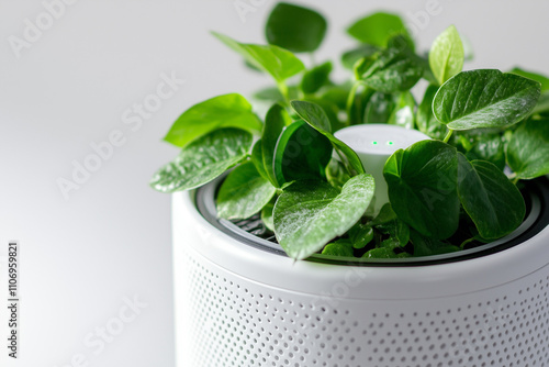 Indoor air purifier plant in minimal gardening pot isolated on white background, Close up shot tiny indoor plant, Selective focus decoration plant in the house. photo