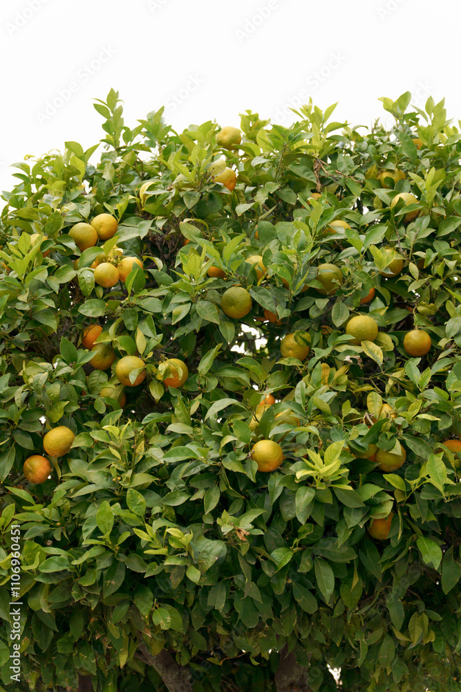 leafy tangerine tree isolated on white background leafy tangerine tree isolated on white background