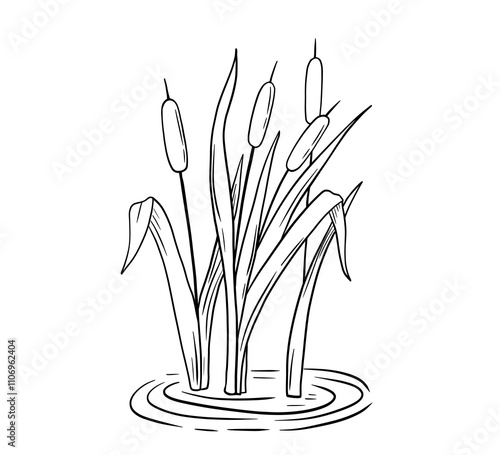 Outline river reed in water, wetland cattail, lake grass, hand drawn isolated illustration