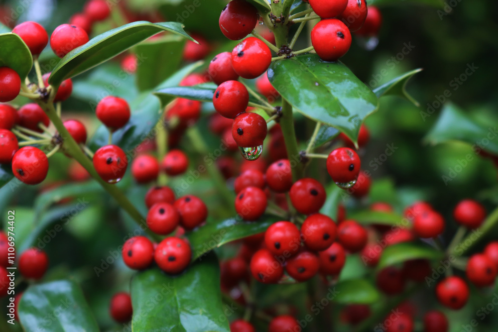 Close-up of shiny red berries on Holly branches. lex cornuta bush Close-up of shiny red berries on Holly branches. lex cornuta bush