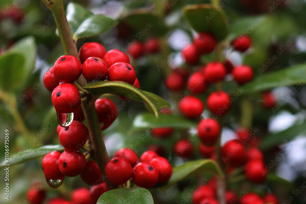 Close-up of shiny red berries on Holly branches. lex cornuta bush Close-up of shiny red berries on Holly branches. lex cornuta bush