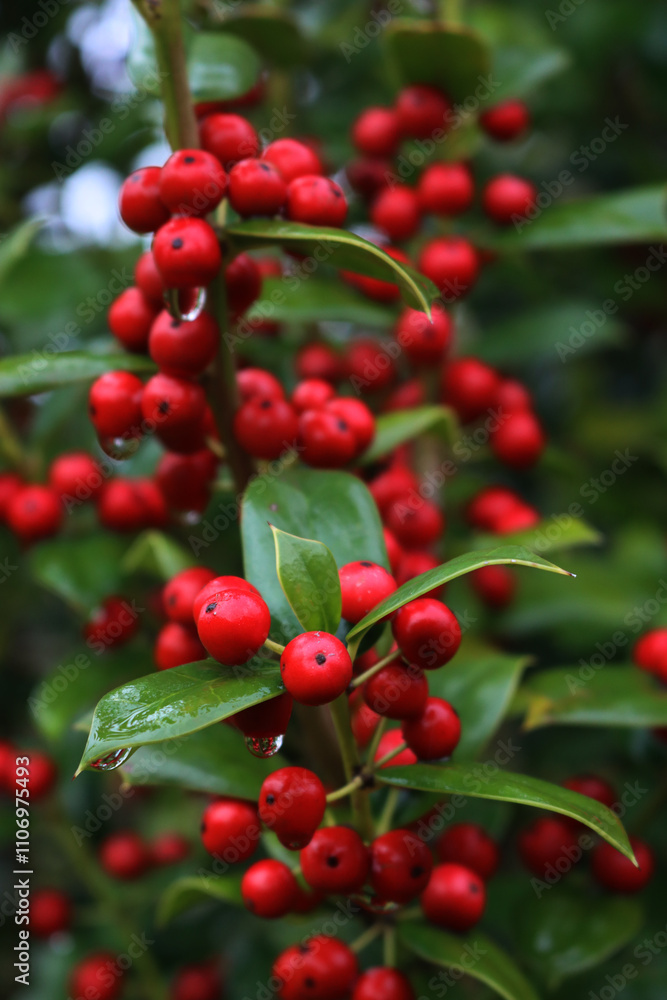 Close-up of shiny red berries on Holly branches. lex cornuta bush Close-up of shiny red berries on Holly branches. lex cornuta bush