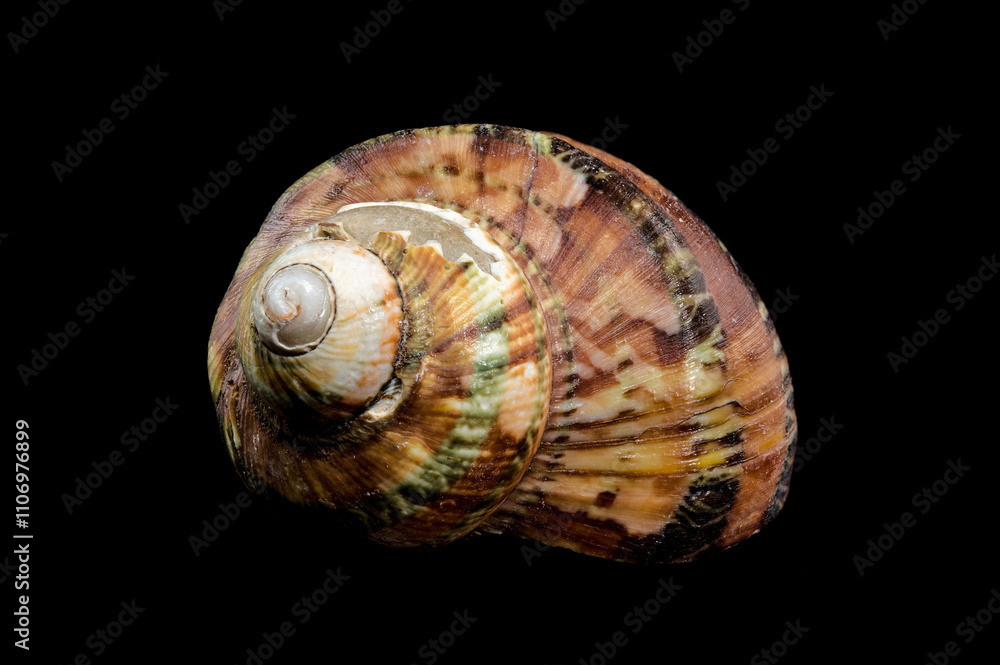 Close-Up of Turbo petholatus Shell on Black background Close-Up of Turbo petholatus Shell on Black background