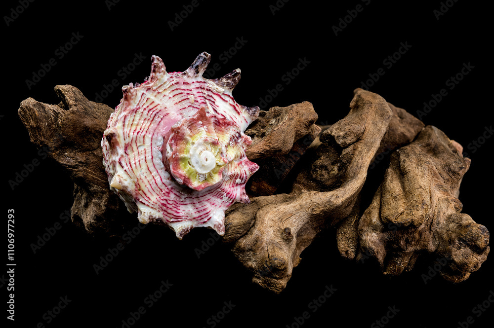 Elegant Strawberry Conch on Driftwood on Black Background Elegant Strawberry Conch on Driftwood on Black Background