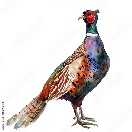 A watercolor vector of a Pheasant, isolated on a white background. Pheasant vector.