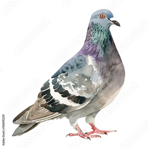 A watercolor painting of a Pigeon, isolated on a white background. Pigeon vector. photo