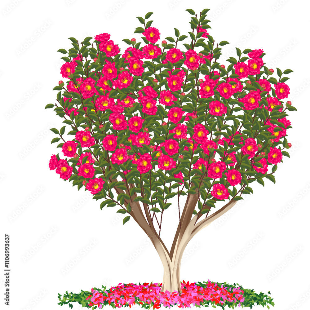 Obraz premium 山茶花