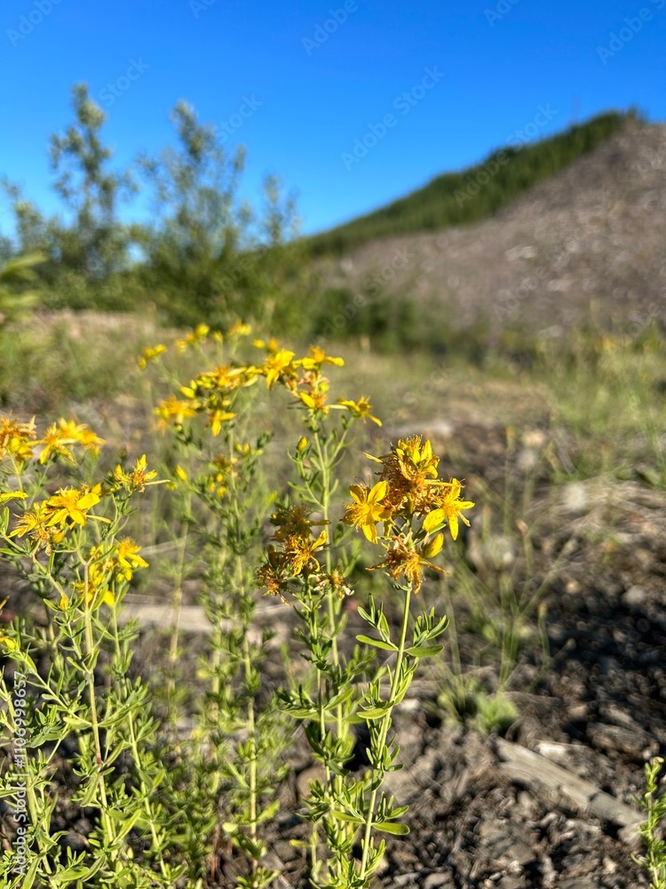 Obraz premium yellow flowers in the field