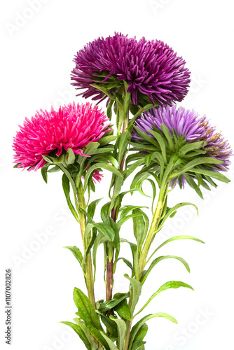 Three purple and pink flowers are standing next to each other