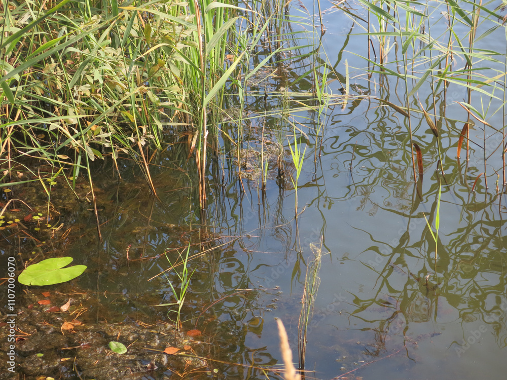 water of the lake near the shore with water lilies, duckweed, grass and forest debris water of the lake near the shore with water lilies, duckweed, grass and forest debris