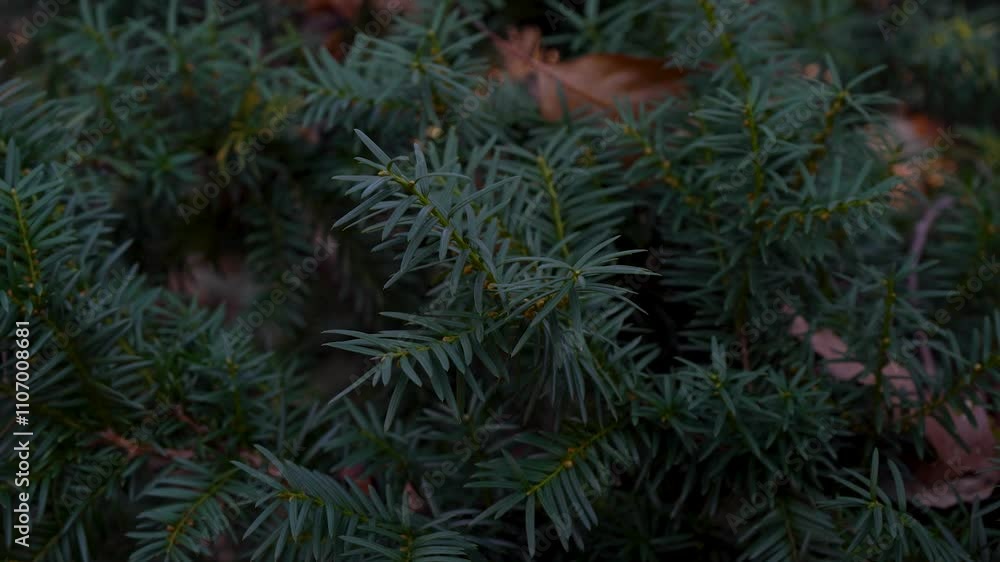 Close-up shot of a pine branch with a backdrop of autumn forest, offering a peaceful autumn vibe. Close-up shot of a pine branch with a backdrop of autumn forest, offering a peaceful autumn vibe.