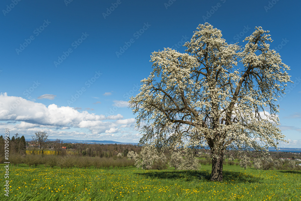 Flowering pear tree (Pyrus) on a dandelion meadow, Roggwil, Canton of Thurgau, Switzerland Flowering pear tree (Pyrus) on a dandelion meadow, Roggwil, Canton of Thurgau, Switzerland