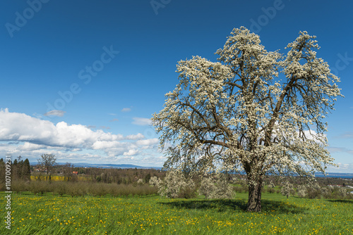 Wallpaper Mural Flowering pear tree (Pyrus) on a dandelion meadow, Roggwil, Canton of Thurgau, Switzerland Torontodigital.ca