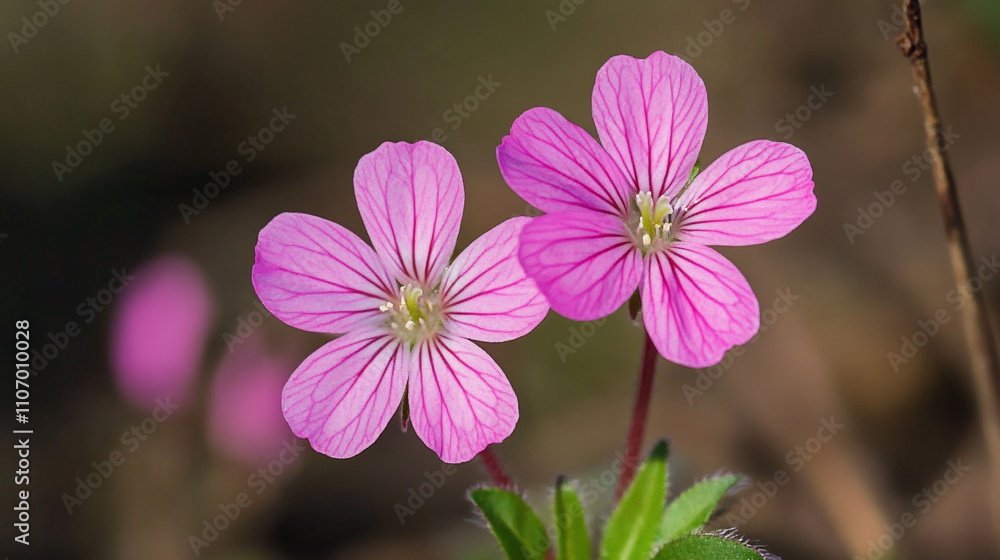 Beautiful pink flowers blooming in a natural setting during daylight Beautiful pink flowers blooming in a natural setting during daylight