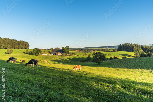Rolling hills of the Black Forest with farmhouses and grazing cows in a green meadow, St. Maergen, Baden-Wuerttemberg, Germany