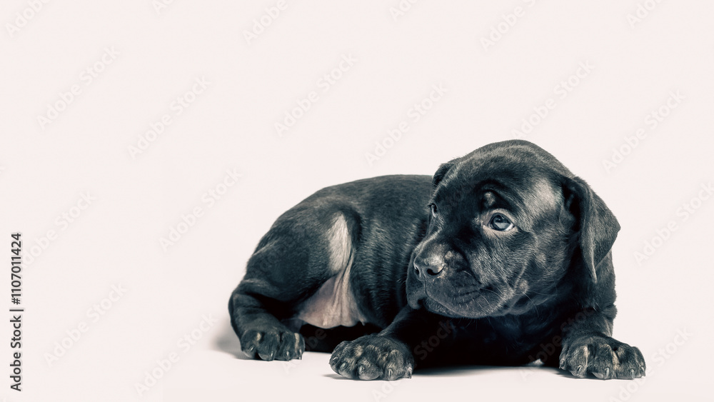 Obraz premium little puppy dog ​​of breed canecorso on a white background in isolation close up