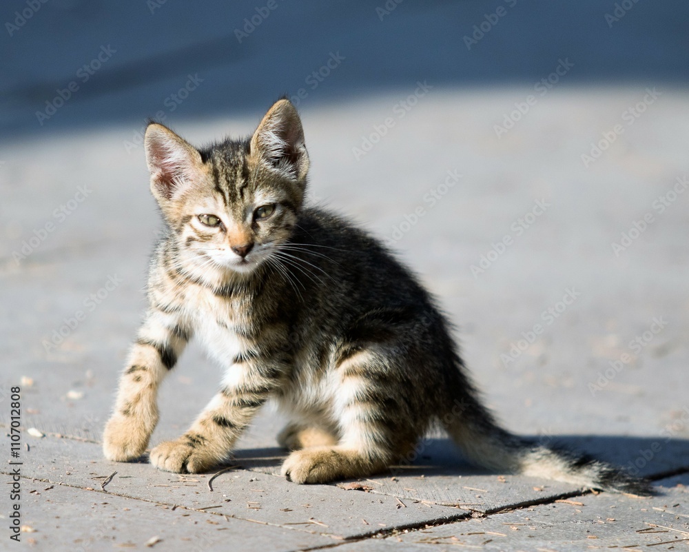 A kitten is sitting on the ground with its eyes closed A kitten is sitting on the ground with its eyes closed