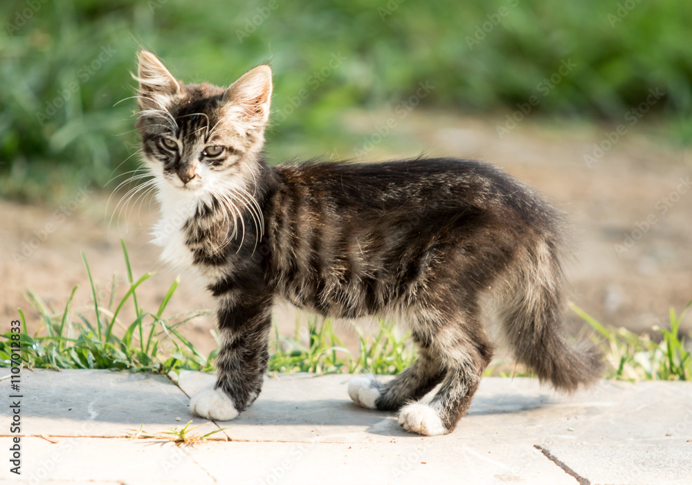 A small kitten is standing on a sidewalk A small kitten is standing on a sidewalk