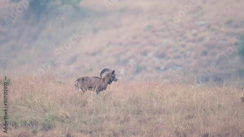 A tranquil scene of a herd of Punjab Urial , a type of wild goat, grazing and moving through a light-filled, high-grass meadow.