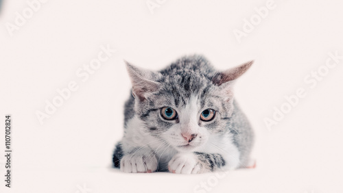 tabby cat on a white background photo