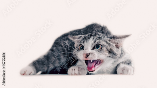 Fotografía tabby cat on a white background