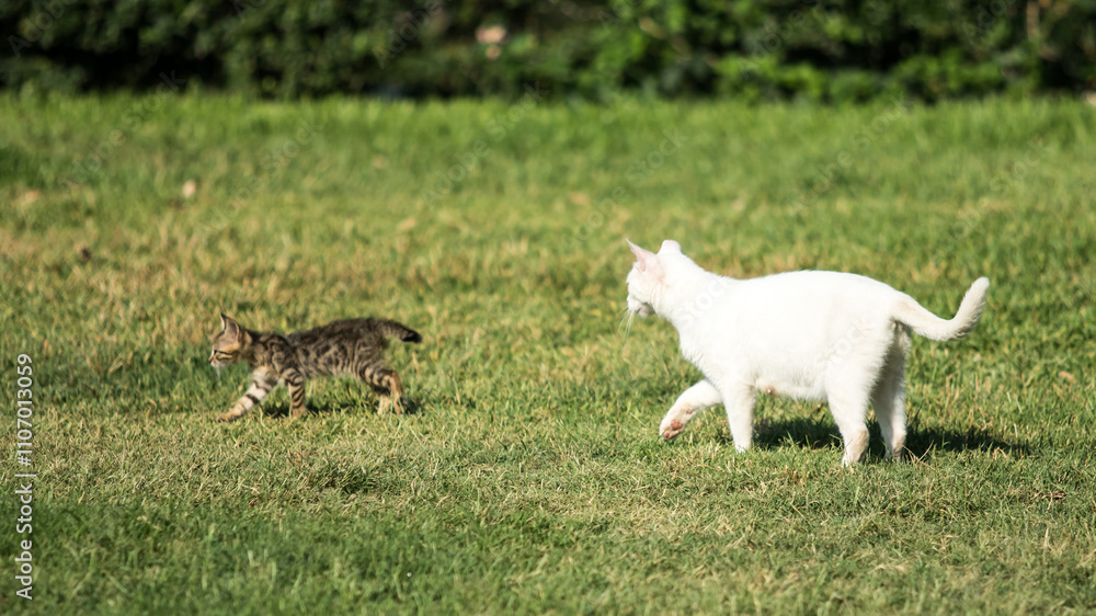 Two cats are walking on a grassy field Two cats are walking on a grassy field