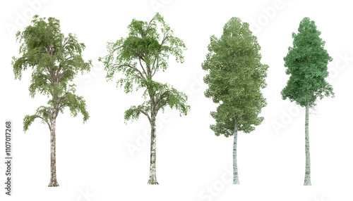 Different types of birch trees showcasing various foliage and textures in a natural setting