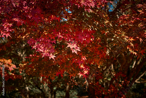 紅葉した紅葉の葉っぱ