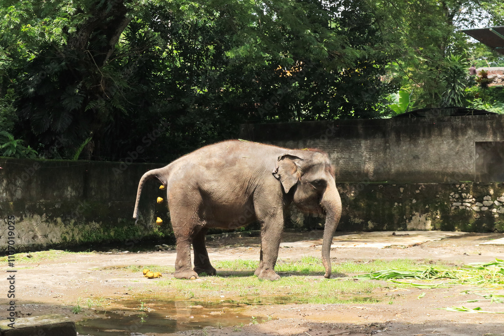 Fototapeta premium elephant defecating