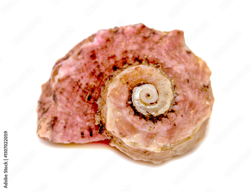 A pink shell with a spiral pattern A pink shell with a spiral pattern