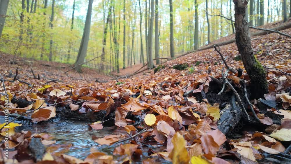 A gentle stream flows through a beech forest covered in autumn leaves on a calm day A gentle stream flows through a beech forest covered in autumn leaves on a calm day