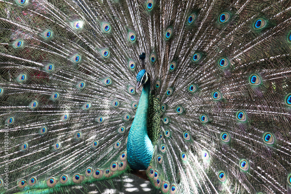 Naklejka premium close up picture of male peacock spreads his feather