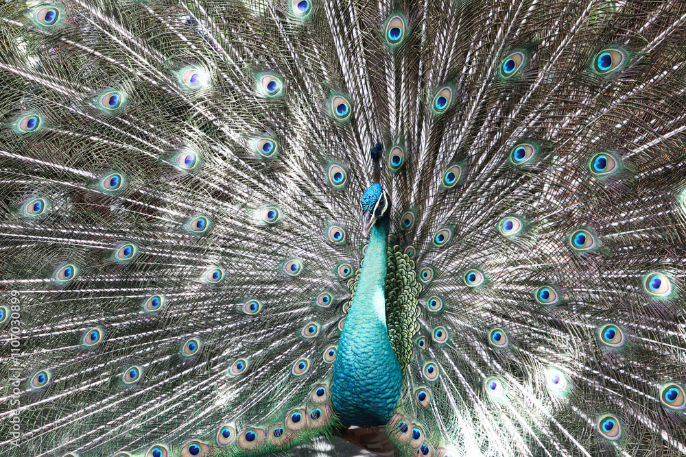 Fototapeta premium close up picture of male peacock spreads his feather