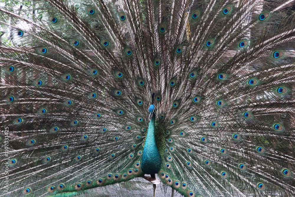 Fototapeta premium close up picture of male peacock spreads his feather