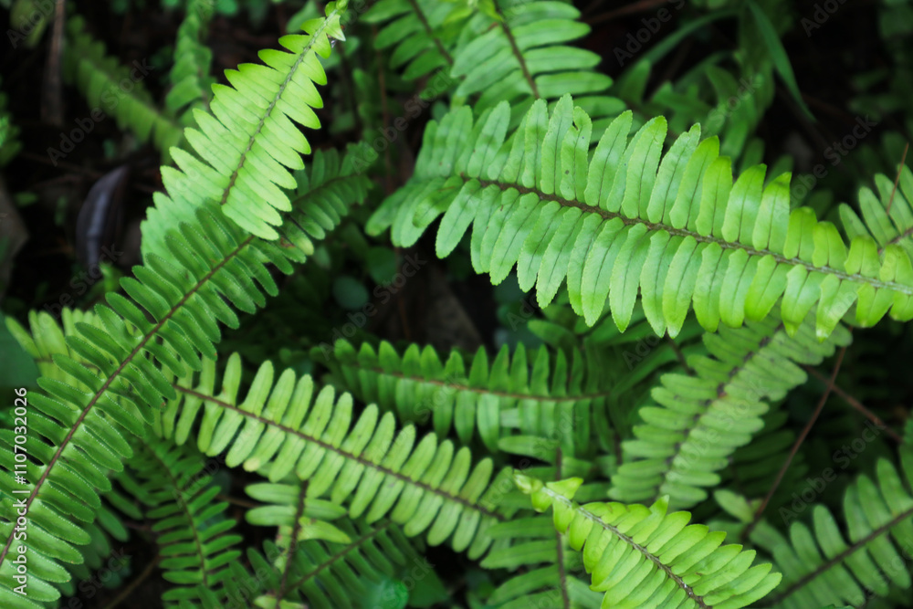 top view of fern top view of fern