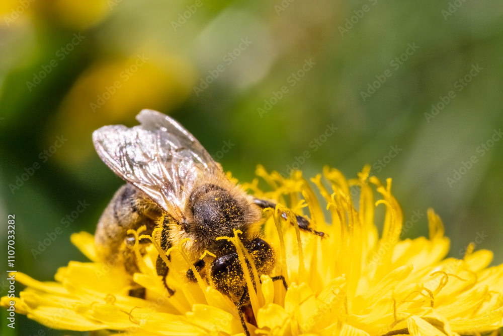 Honey bee covered with yellow pollen collecting nectar from dandelion flower. Honey bee covered with yellow pollen collecting nectar from dandelion flower.