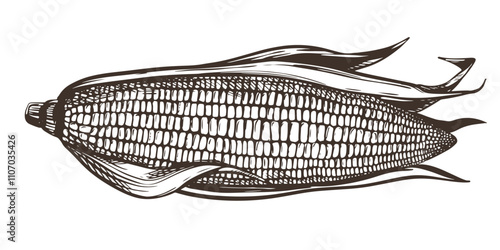 Vector illustration of corn cob with leaves. Old drawing in retro engraving style. Hand drawn realistic ink sketch. Popcorn line drawing for packaging of organic food, farm products, baking and syrup.