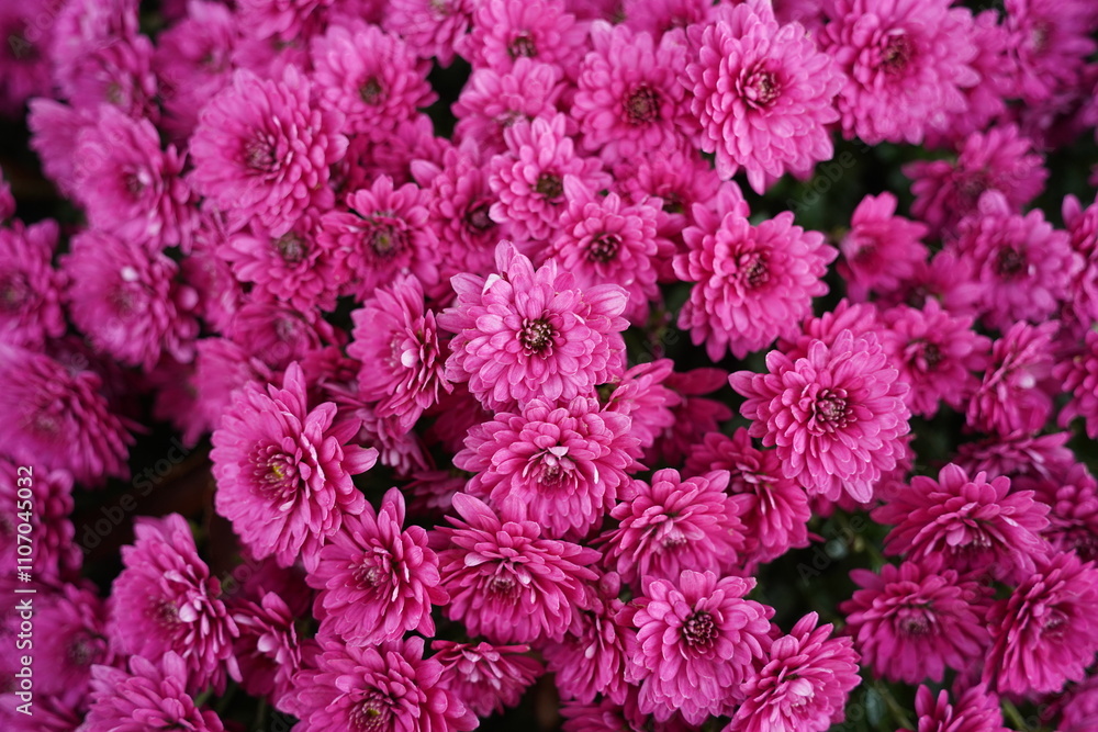 pink chrysanthemum flowers on a background of autumn pink chrysanthemum flowers on a background of autumn