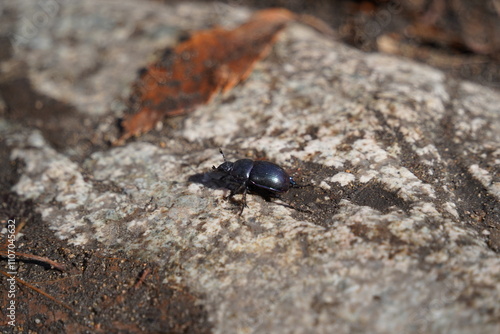 black beetle on a stone in the forest