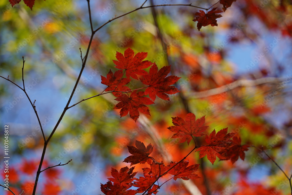 Maple leaves in autumn, close-up, selective focus. Maple leaves in autumn, close-up, selective focus.