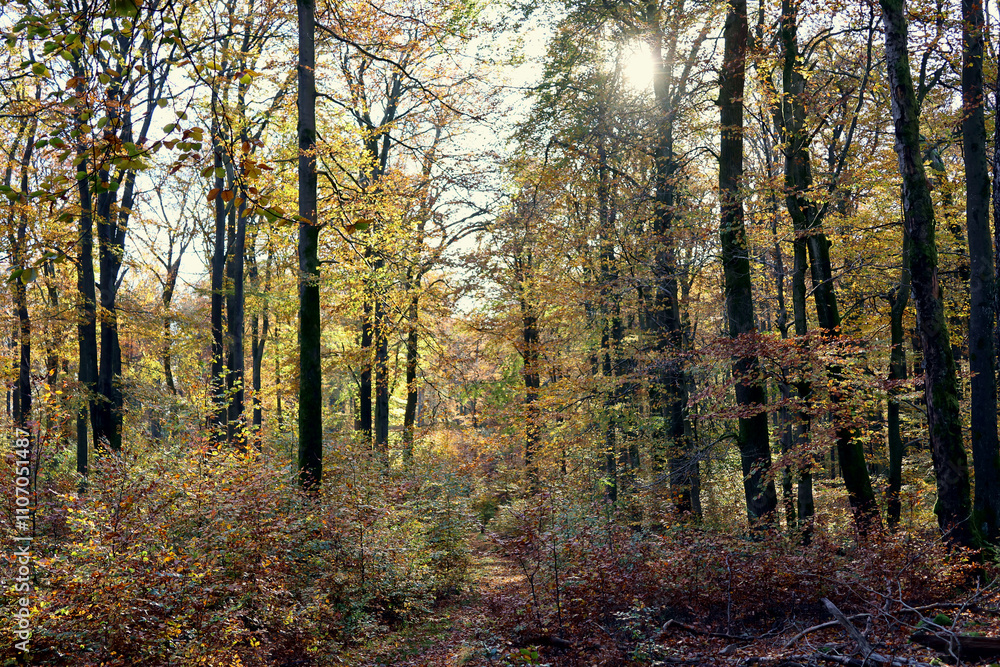 Sonne scheint durch Bäume im Herbst im Wald im Nationalpark Hunsrück-Hochwald bei Otzenhausen. Aussicht vom Premium-Wanderweg Traumschleife Dollbergschleife Sonne scheint durch Bäume im Herbst im Wald im Nationalpark Hunsrück-Hochwald bei Otzenhausen. Aussicht vom Premium-Wanderweg Traumschleife Dollbergschleife